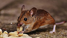 24 Hour & Emergency Exterminators in Davis Park, NY